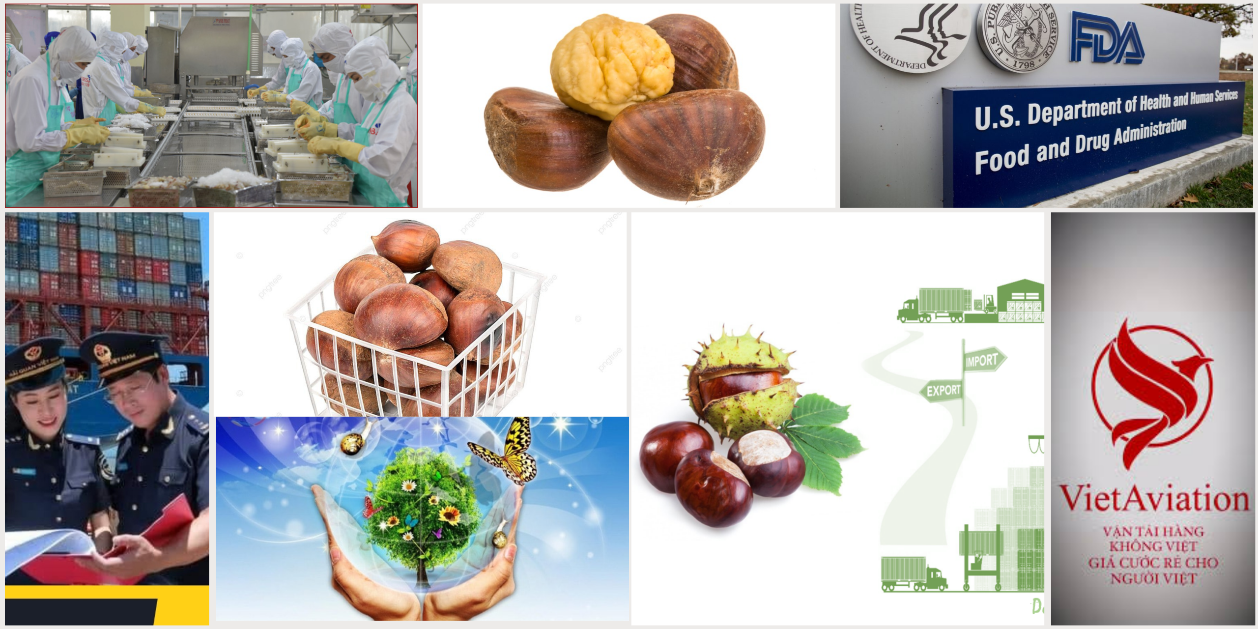 Quy định nhập khẩu hạt dẻ vào Mỹ